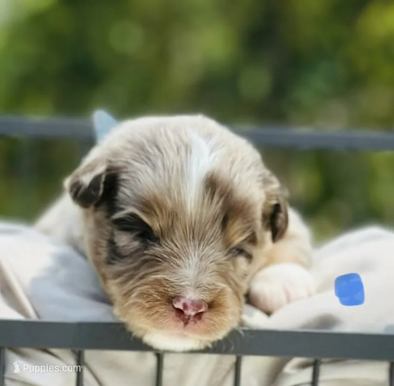 Romeo – Toy Australian Shepherd puppy for sale in Bowdon, GA