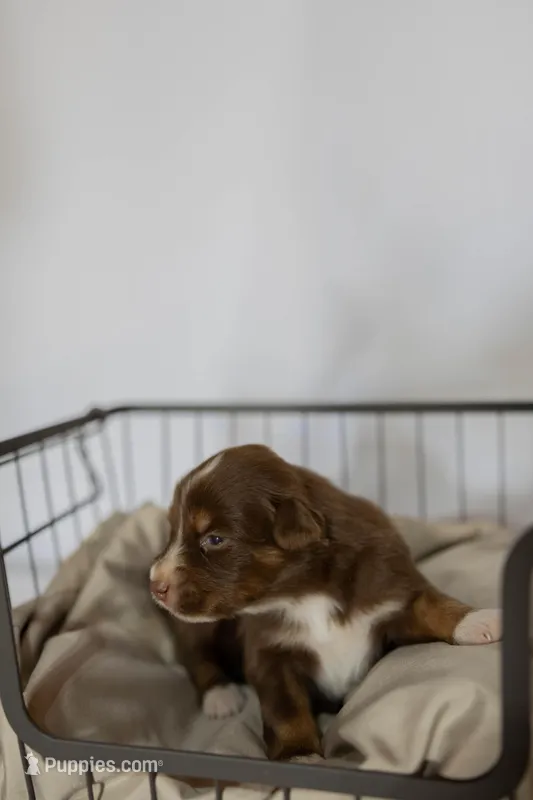 Steel – Miniature Australian Shepherd puppy for sale in Bowdon, GA