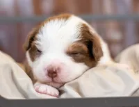 Cheyenne, a female Miniature Australian Shepherd for sale in Bowdon, GA – Photo 1 of 2