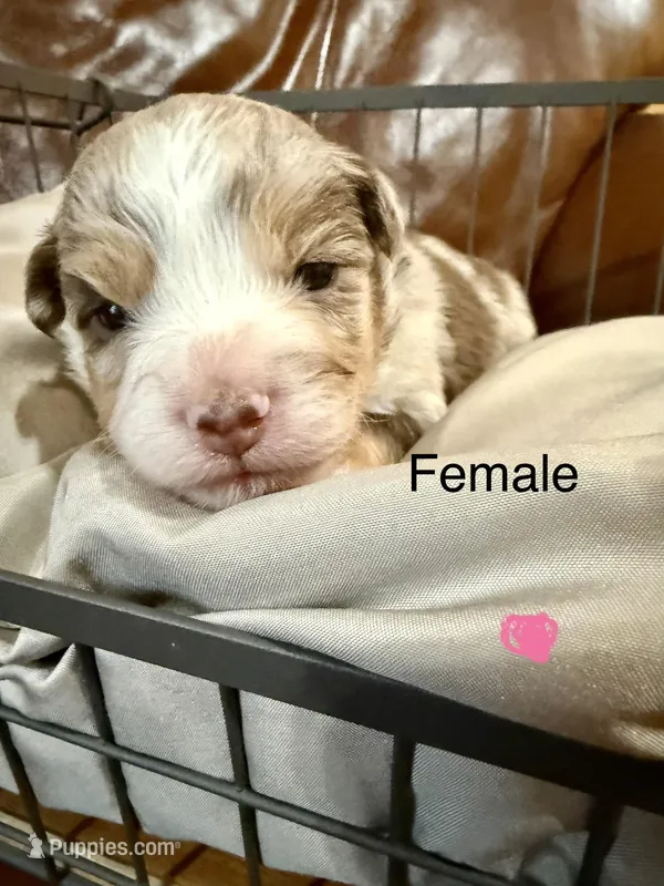 Biscuit – Miniature Australian Shepherd puppy for sale in Bowdon, GA