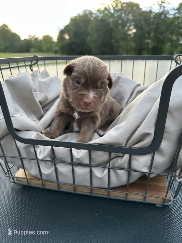 Wes, a male Miniature Australian Shepherd for sale in Bowdon, GA – 1 of 2