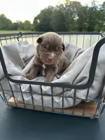 Wes, a male Miniature Australian Shepherd for sale in Bowdon, GA – 1 of 2