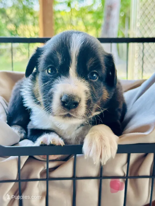 Wilda – Miniature Australian Shepherd puppy for sale in Bowdon, GA