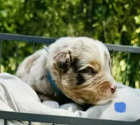 Romeo, a male Toy Australian Shepherd for sale in Bowdon, GA – 2 of 3