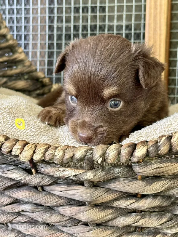 Rylie – Toy Australian Shepherd puppy for sale in Bowdon, GA