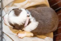 Coco, a female Miniature Australian Shepherd for sale in Bowdon, GA – Photo 3 of 3