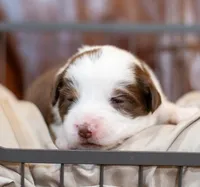 Coco, a female Miniature Australian Shepherd for sale in Bowdon, GA – Photo 2 of 3
