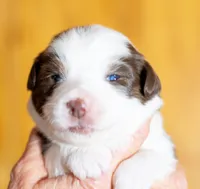 Coco, a female Miniature Australian Shepherd for sale in Bowdon, GA – Photo 1 of 3