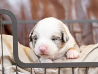 Cash, a male Miniature Australian Shepherd for sale in Bowdon, GA – Photo 1 of 2