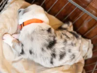 Cash, a male Miniature Australian Shepherd for sale in Bowdon, GA – Photo 2 of 2