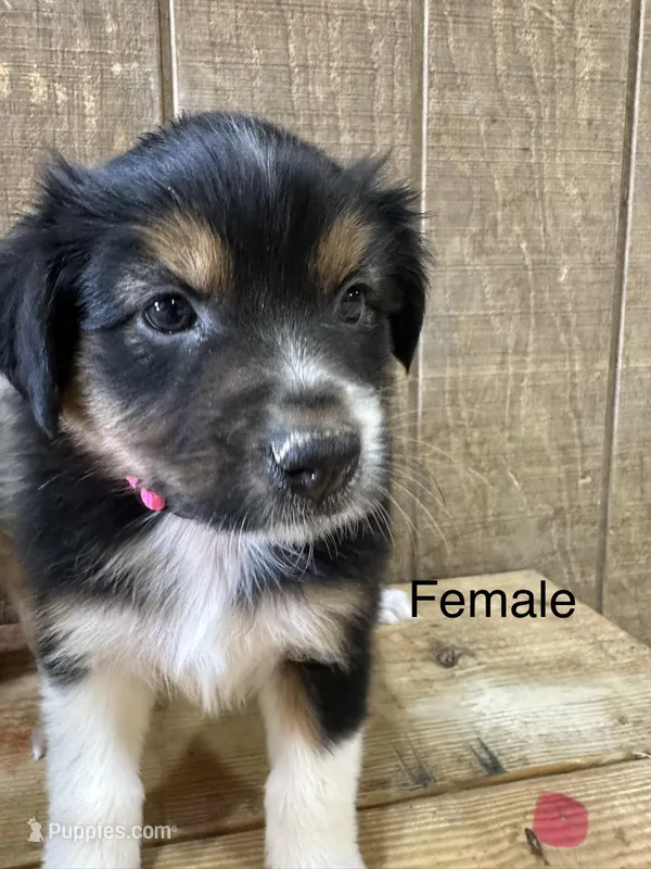 Sadie – Miniature Australian Shepherd puppy for sale in Bowdon, GA