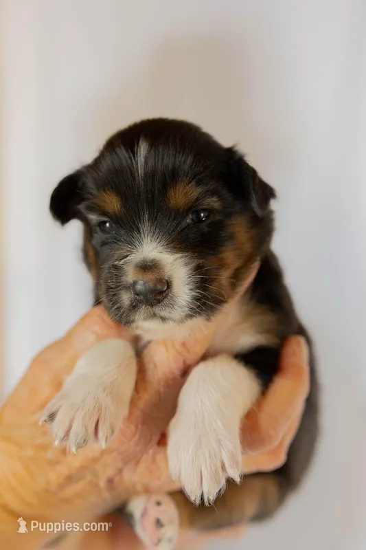 Sadie – Miniature Australian Shepherd puppy for sale in Bowdon, GA