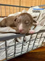 Rascal, a male Miniature Australian Shepherd for sale in Bowdon, GA – Photo 3 of 4