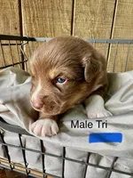 Rascal, a male Miniature Australian Shepherd for sale in Bowdon, GA – Photo 2 of 4