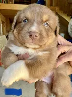 Rascal, a male Miniature Australian Shepherd for sale in Bowdon, GA – Photo 1 of 4