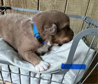 Rascal, a male Miniature Australian Shepherd for sale in Bowdon, GA – Photo 4 of 4