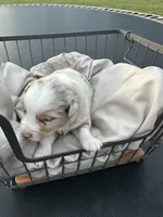 Wildfire, a male Miniature Australian Shepherd for sale in Bowdon, GA – 2 of 3