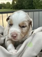 Wildfire, a male Miniature Australian Shepherd for sale in Bowdon, GA – 1 of 3