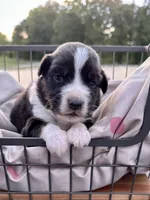Wilda, a male Miniature Australian Shepherd for sale in Bowdon, GA – 1 of 2