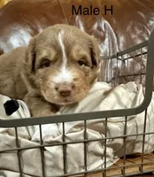 Hugo, a male Miniature Australian Shepherd for sale in Bowdon, GA – Photo 4 of 6