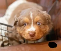 Hugo, a male Miniature Australian Shepherd for sale in Bowdon, GA – Photo 1 of 6