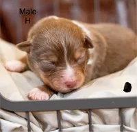 Hugo, a male Miniature Australian Shepherd for sale in Bowdon, GA – Photo 3 of 6