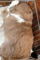 Hugo, a male Miniature Australian Shepherd for sale in Bowdon, GA – Photo 2 of 6