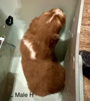 Hugo, a male Miniature Australian Shepherd for sale in Bowdon, GA – Photo 5 of 6