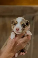 Faith, a female Toy Australian Shepherd for sale in Bowdon, GA – 5 of 7