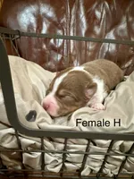 Hattie, a female Miniature Australian Shepherd for sale in Bowdon, GA – Photo 5 of 5