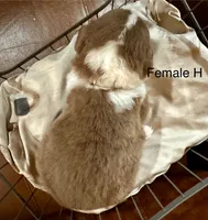 Hattie, a female Miniature Australian Shepherd for sale in Bowdon, GA – Photo 3 of 5