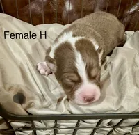 Hattie, a female Miniature Australian Shepherd for sale in Bowdon, GA – Photo 4 of 5