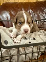 Hattie, a female Miniature Australian Shepherd for sale in Bowdon, GA – Photo 2 of 5
