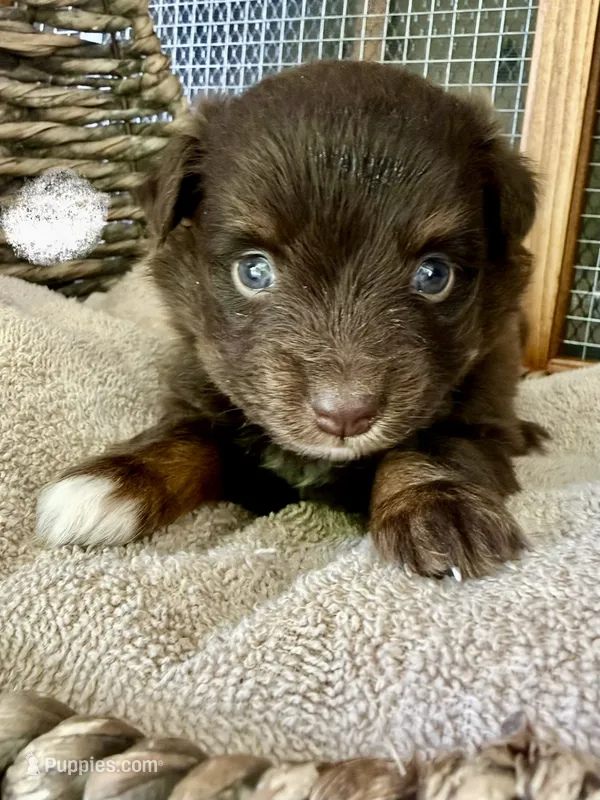Raven – Toy Australian Shepherd puppy for sale in Bowdon, GA