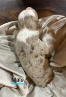 Ricco, a male Miniature Australian Shepherd for sale in Bowdon, GA – Photo 4 of 4