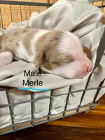 Ricco, a male Miniature Australian Shepherd for sale in Bowdon, GA – Photo 3 of 4