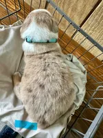 Ricco, a male Miniature Australian Shepherd for sale in Bowdon, GA – Photo 2 of 4