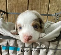 Ricco, a male Miniature Australian Shepherd for sale in Bowdon, GA – Photo 1 of 4