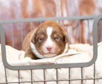 Coop, a male Miniature Australian Shepherd for sale in Bowdon, GA – Photo 1 of 2