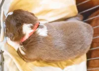 Coop, a male Miniature Australian Shepherd for sale in Bowdon, GA – Photo 2 of 2