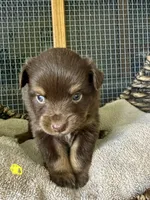 Rylie, a female Toy Australian Shepherd for sale in Bowdon, GA – 2 of 5