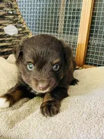 Raven, a female Toy Australian Shepherd for sale in Bowdon, GA – 2 of 4