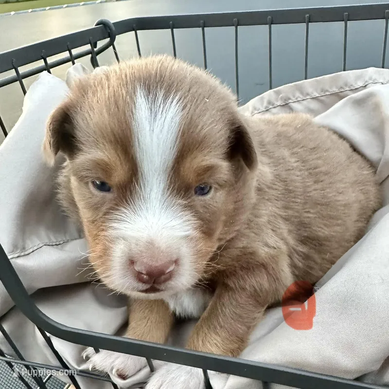 Wrangler , a male Miniature Australian Shepherd for sale in Bowdon, GA – 1 of 3