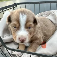 Wrangler , a male Miniature Australian Shepherd for sale in Bowdon, GA – 1 of 3