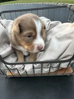 Wrangler , a male Miniature Australian Shepherd for sale in Bowdon, GA – 3 of 3