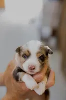 Faith, a female Toy Australian Shepherd for sale in Bowdon, GA – 3 of 7