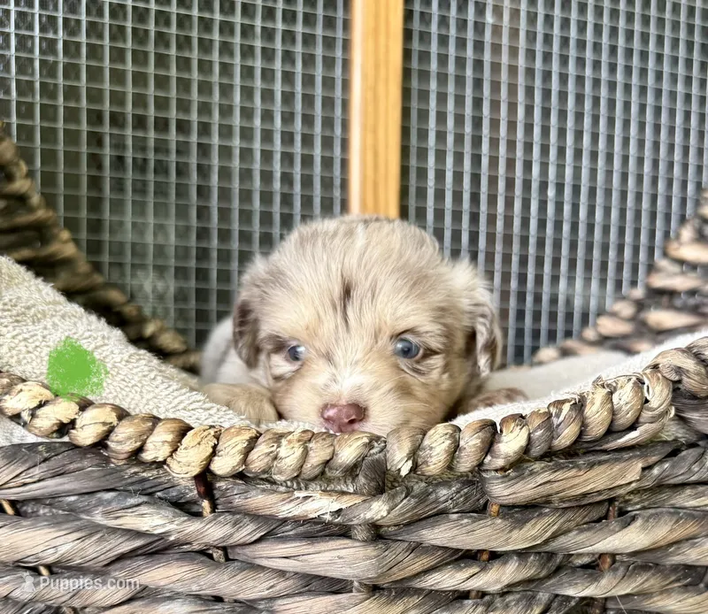 Remi – Toy Australian Shepherd puppy for sale in Bowdon, GA