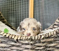 Remi, a female Toy Australian Shepherd for sale in Bowdon, GA – 1 of 4