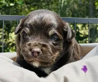 Raya, a female Toy Australian Shepherd for sale in Bowdon, GA – 1 of 2