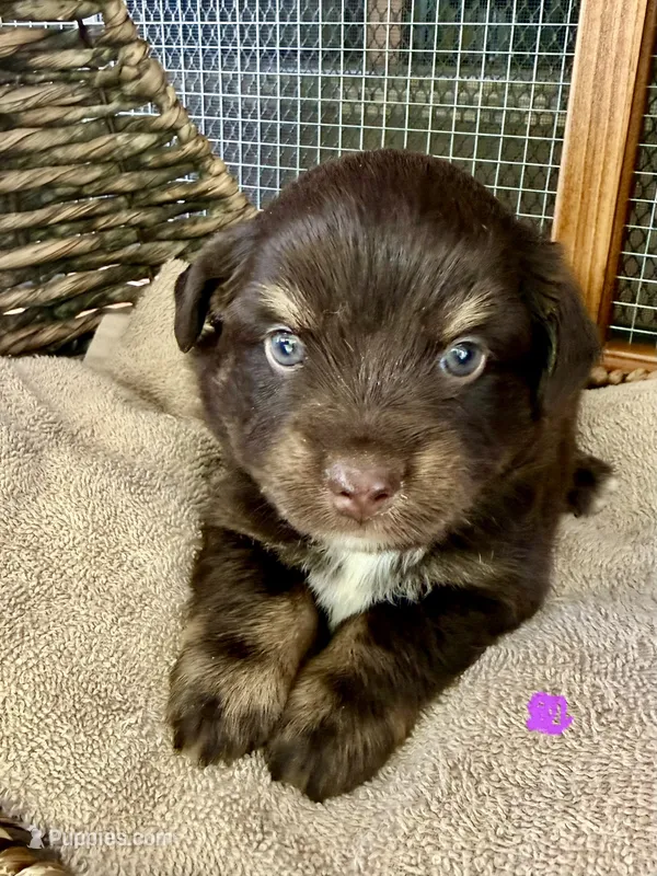 Raya – Toy Australian Shepherd puppy for sale in Bowdon, GA